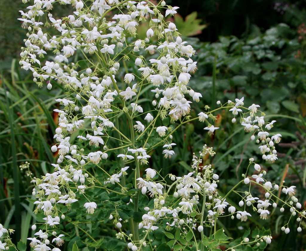 Thalictrum delavayi 'Album'